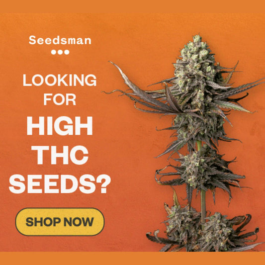 Cannabis Seeds - Shop with Emily Kyle