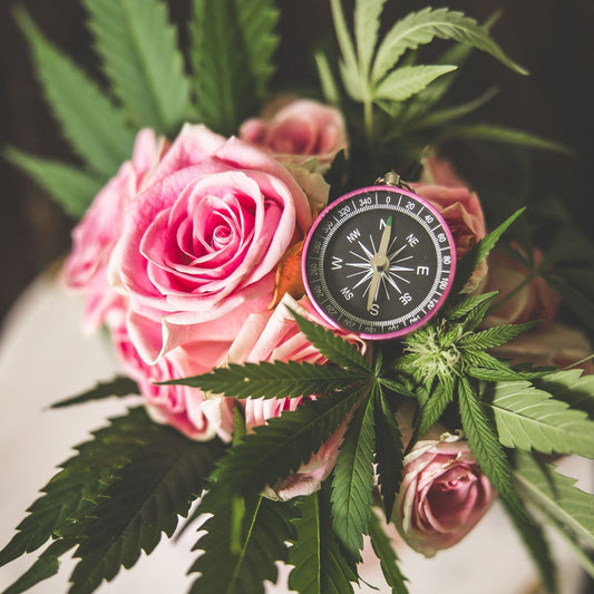 🎁 The Cannabis Wellness Vault (100% off) - Shop with Emily Kyle